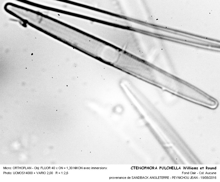 CTENOPHORA PULCHELLA Williams et Round #46552