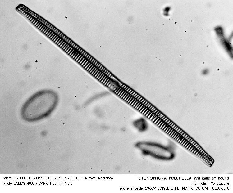 CTENOPHORA PULSATILLA Williams et Round #45975