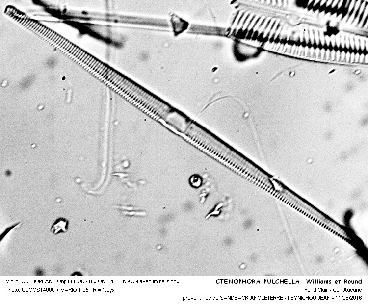 CTENOPHORA PULSATILLA Williams et Round #45656