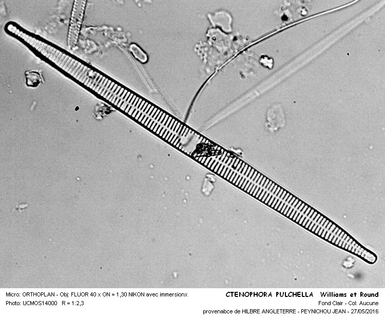 CTENOPHORA PULSATILLA Williams et Round #45411