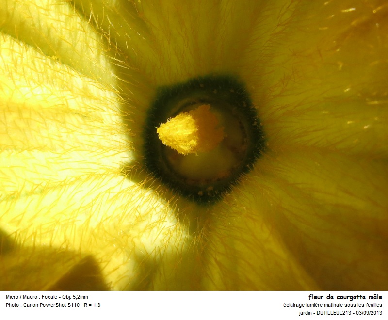 Cucurbita pepo - courgette #33710