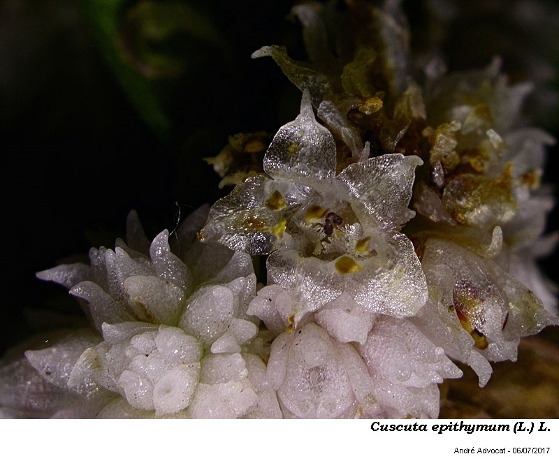 Cuscuta epithymum (L.) L. #50576