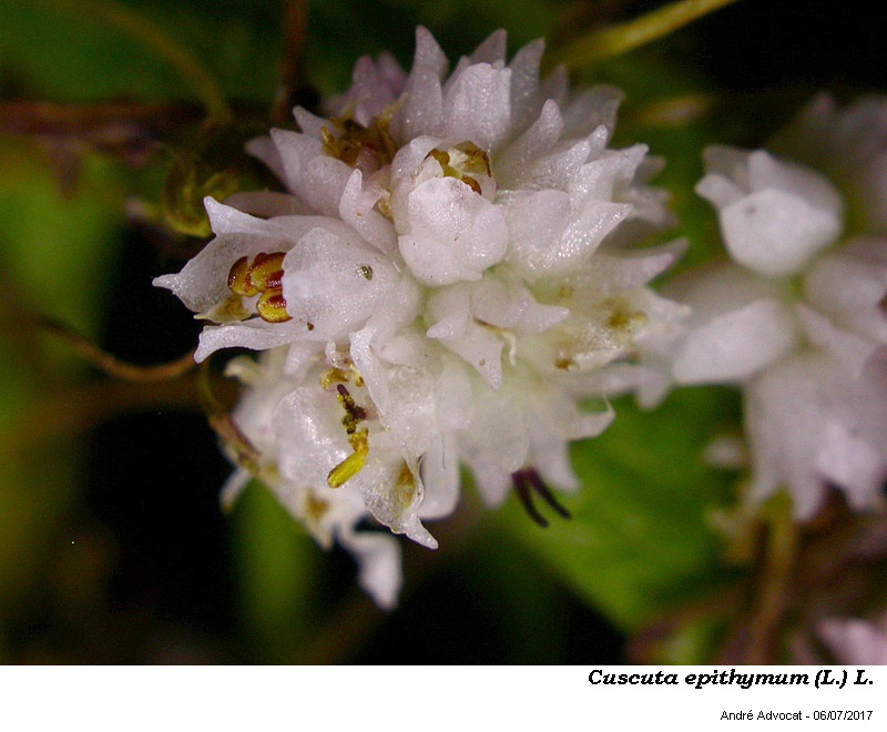 Cuscuta epithymum (L.) L. #50577
