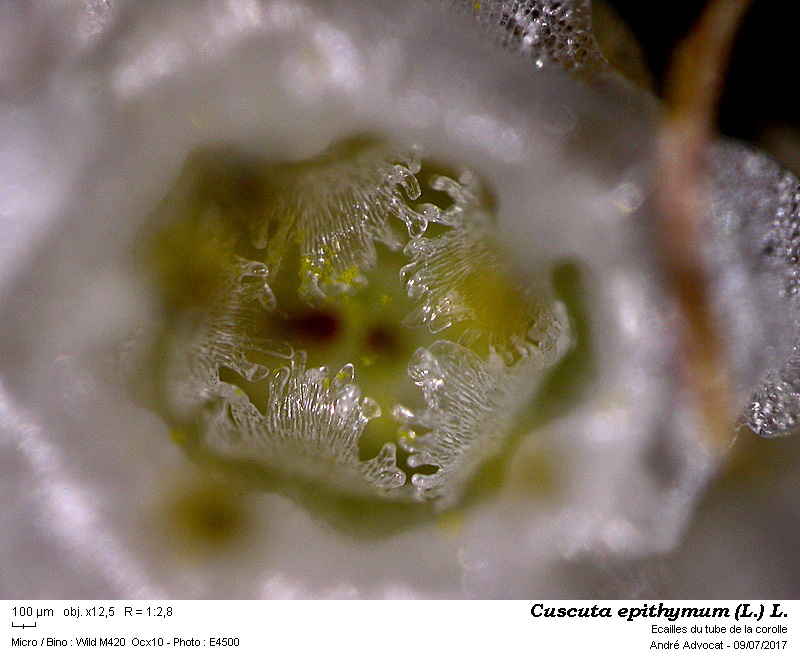 Cuscuta epithymum (L.) L. #50578