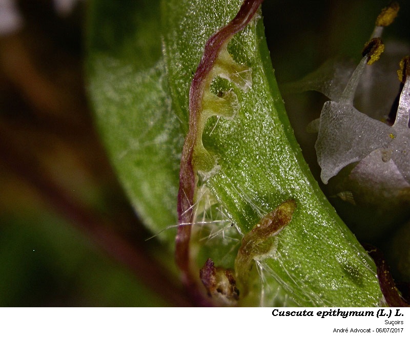 Cuscuta epithymum (L.) L. #50566