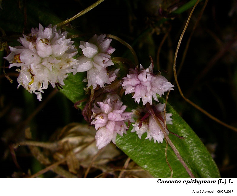 Cuscuta epithymum (L.) L. #50565