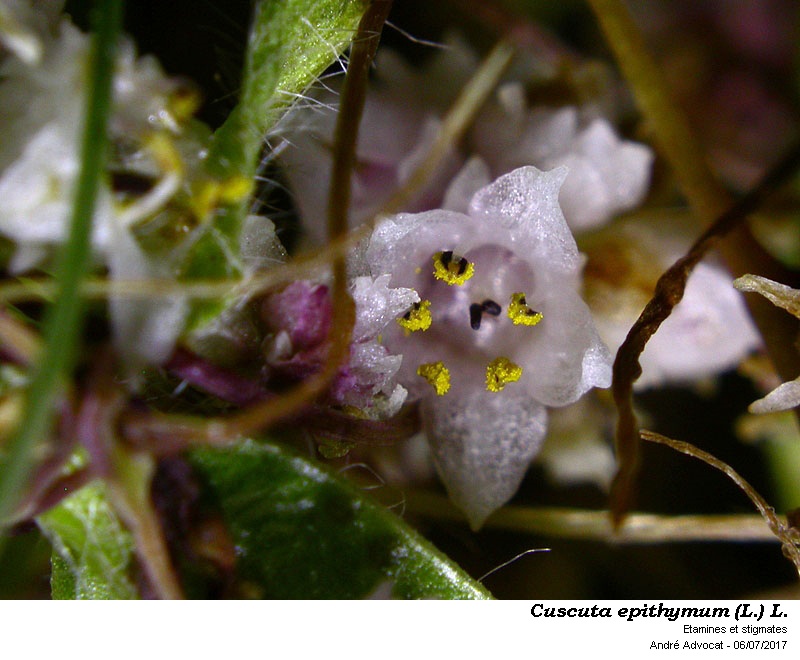 Cuscuta epithymum (L.) L. #50579