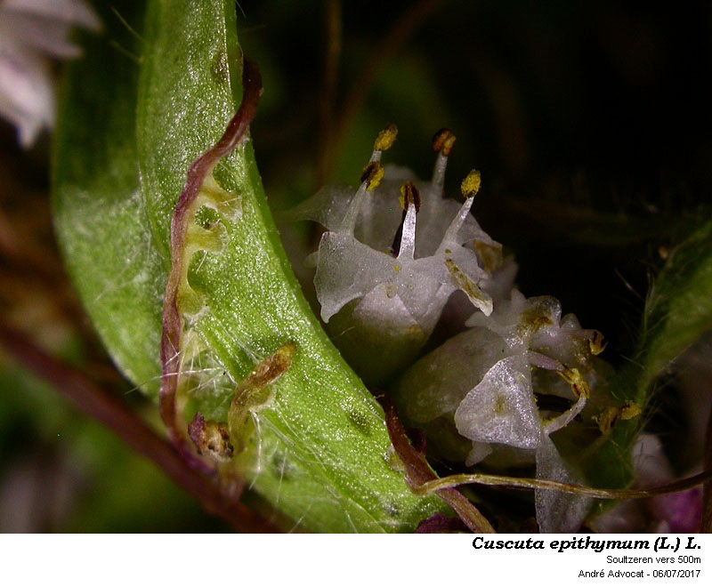Cuscuta epithymum (L.) L. #50564