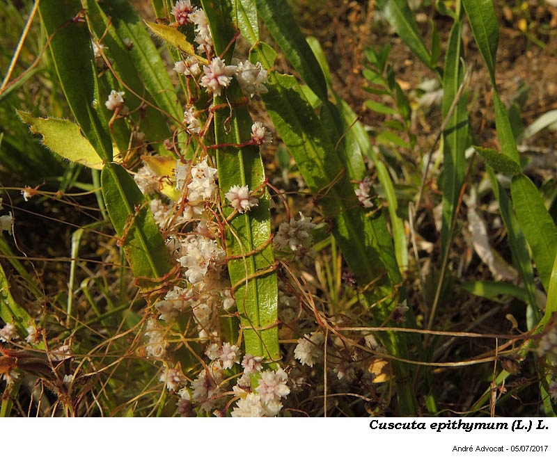 Cuscuta epithymum (L.) L. #50563