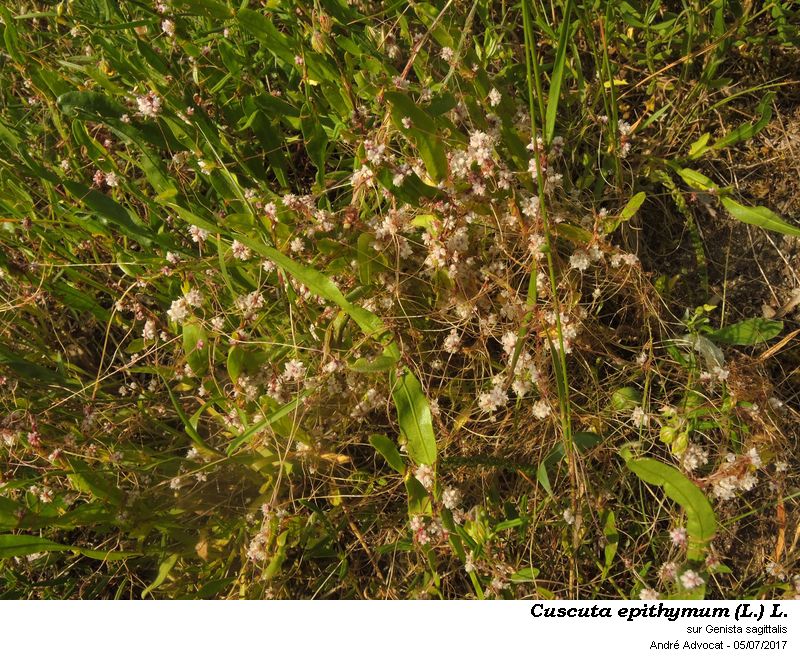 Cuscuta epithymum (L.) L. #50562