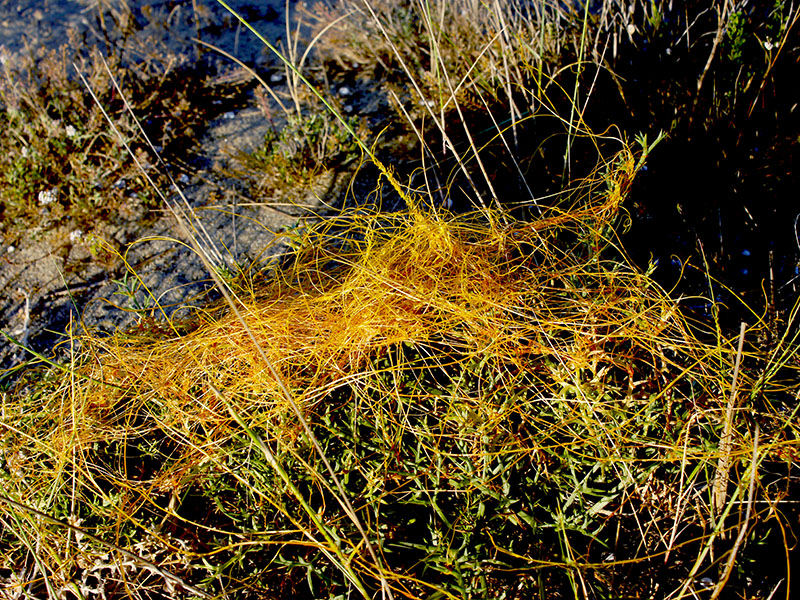 Cuscuta scandens #68457