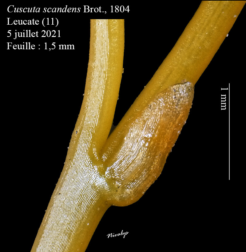 Cuscuta scandens #68460