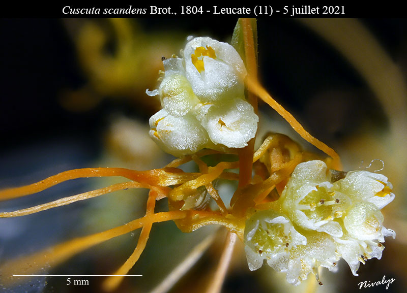 Cuscuta scandens #68462