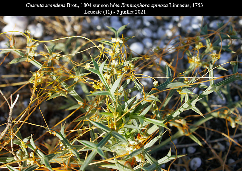 Cuscuta scandens #68458