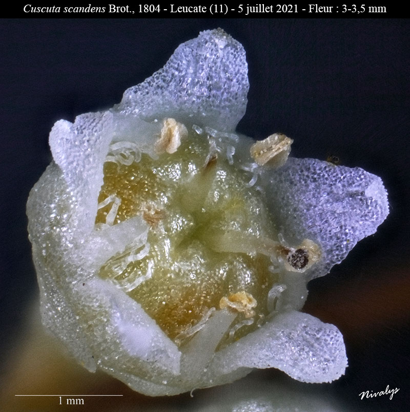 Cuscuta scandens #68464