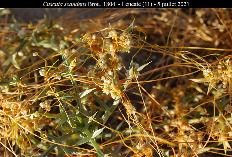 Cuscuta scandens #68459