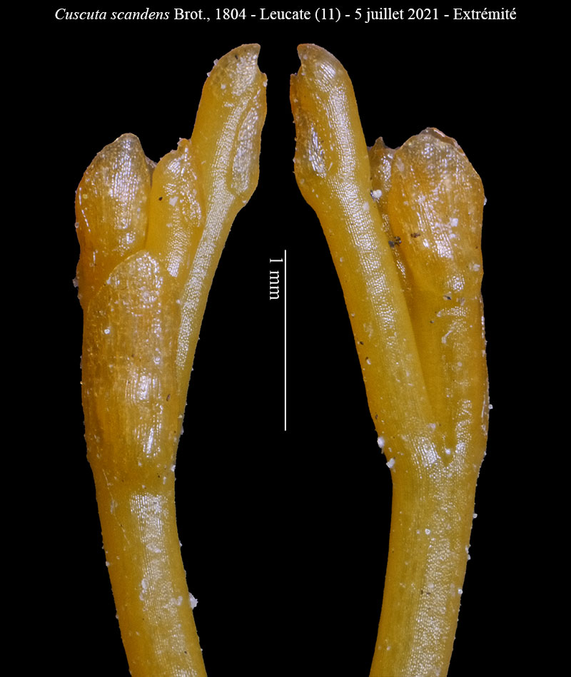 Cuscuta scandens #68461