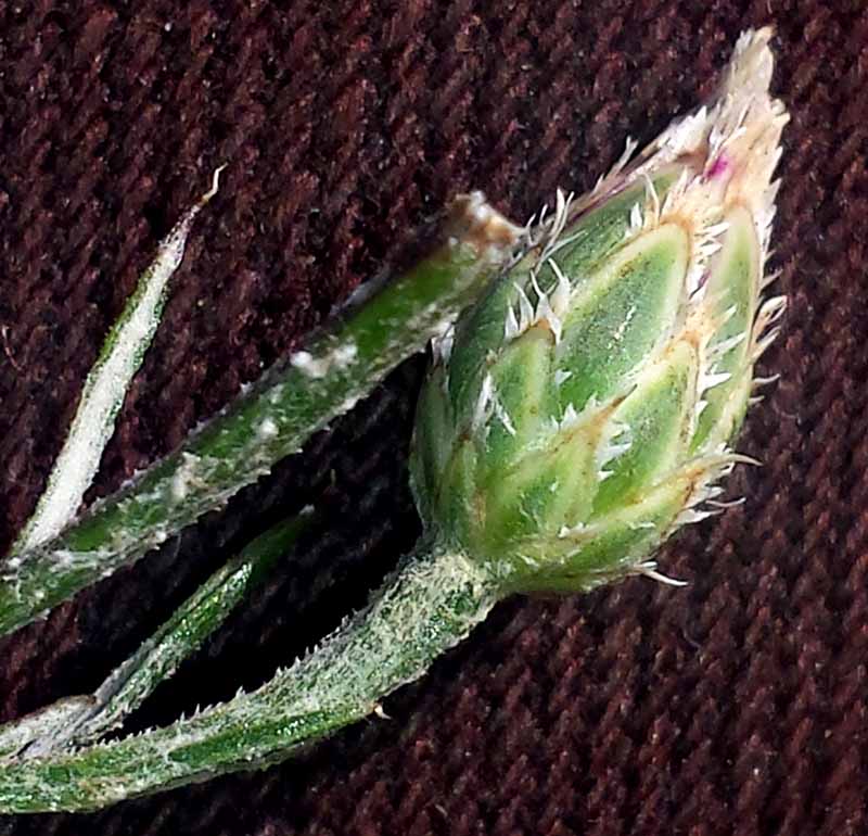 Cyanus segetum (= Centaurea cyanus) #51993