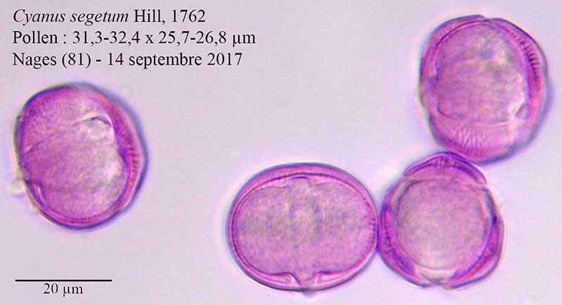 Cyanus segetum #51998