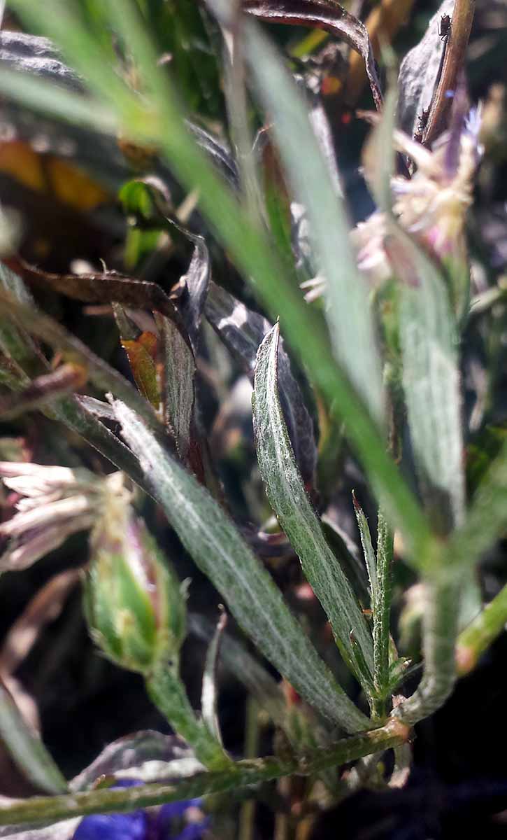 Cyanus segetum (= Centaurea cyanus) #51992