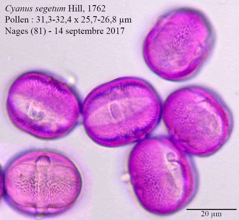 Cyanus segetum #51997