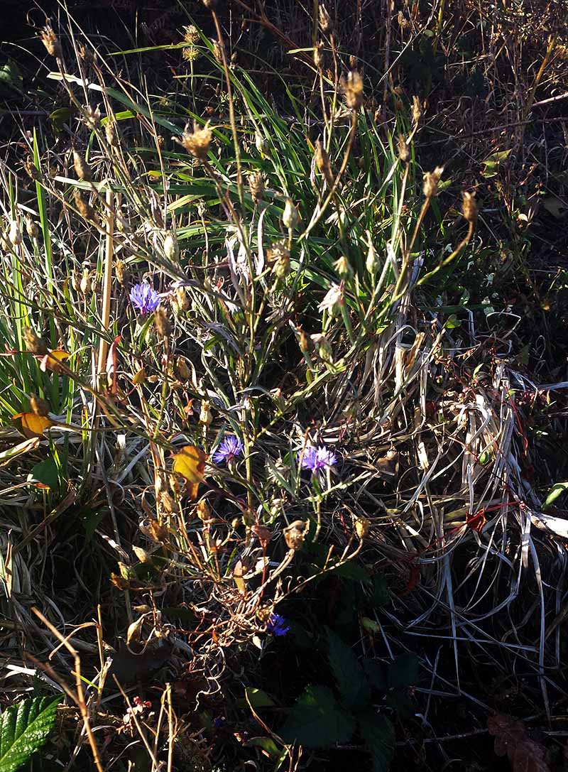 Cyanus segetum (= Centaurea cyanus) #51991