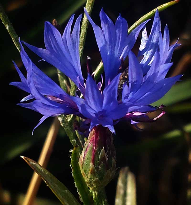 Cyanus segetum (= Centaurea cyanus) #51995