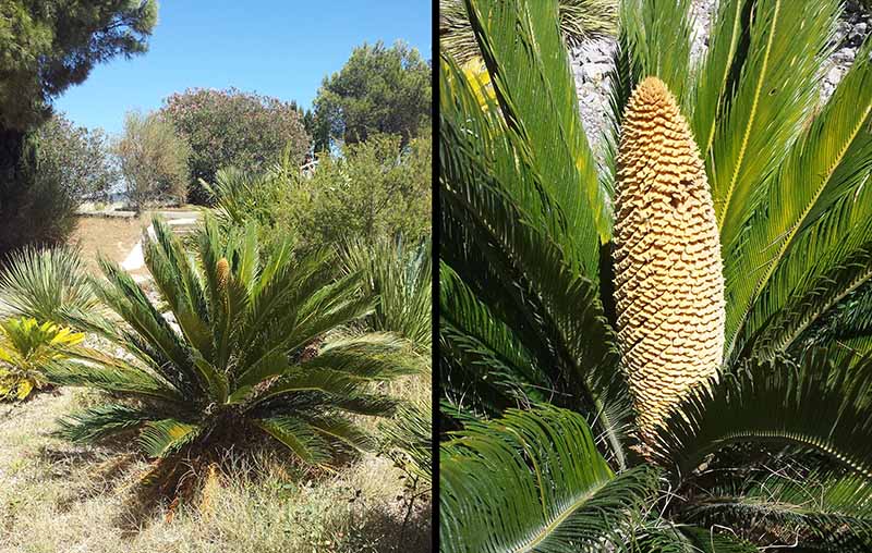 Cycas revoluta Thunberg, 1782 #46455
