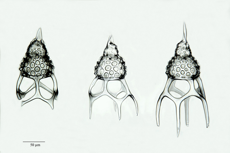 Cycladophora goetheana Haeckel 1887 #21415