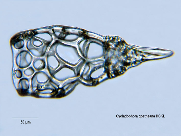 Cycladophora goetheana HCKL #6388