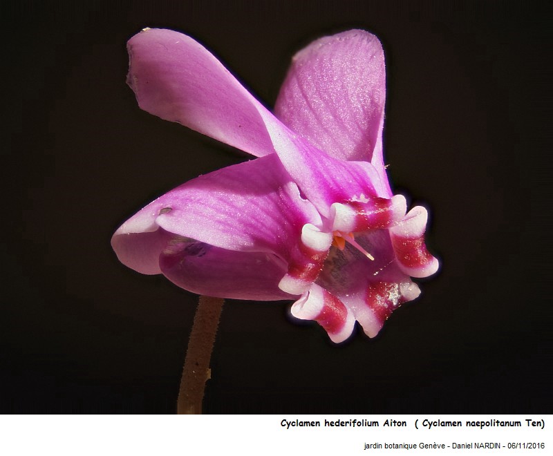 Cyclamen hederifolium Aiton = Cyclamen naepolitanum Ten #47535