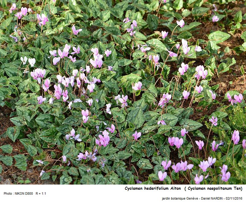 Cyclamen hederifolium Aiton = Cyclamen naepolitanum Ten #47533