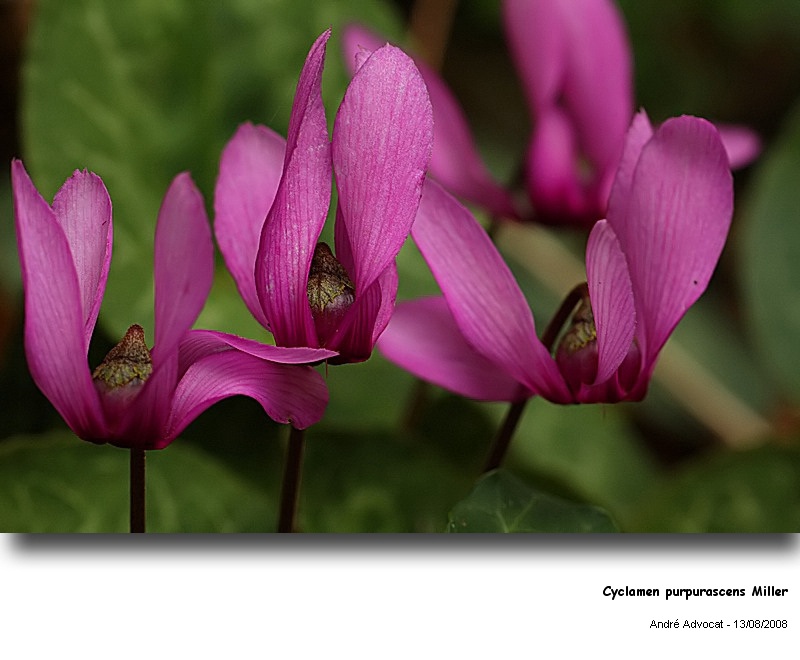 Cyclamen purpurascens Miller (Cyclamen d Europe) #5223