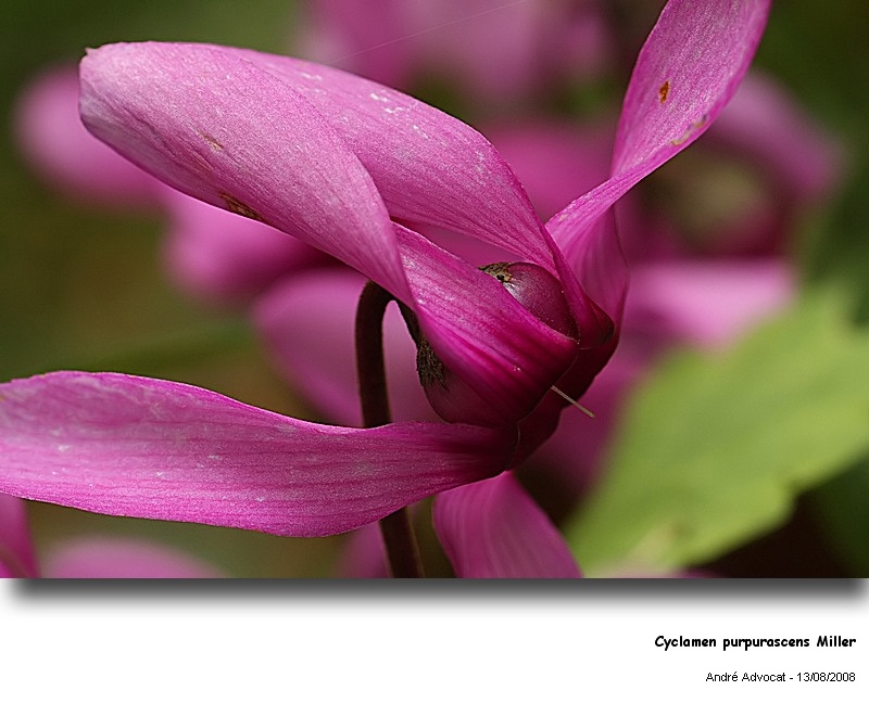 Cyclamen purpurascens Miller (Cyclamen d Europe) #5225