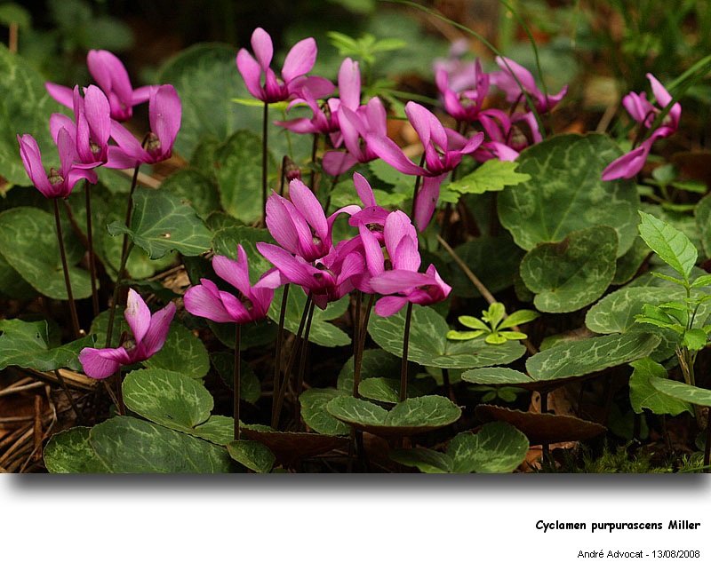 Cyclamen purpurascens Miller (Cyclamen d Europe) #5219