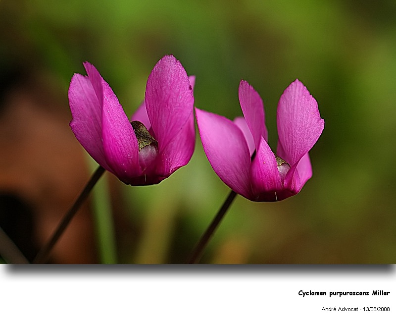 Cyclamen purpurascens Miller (Cyclamen d Europe) #5224