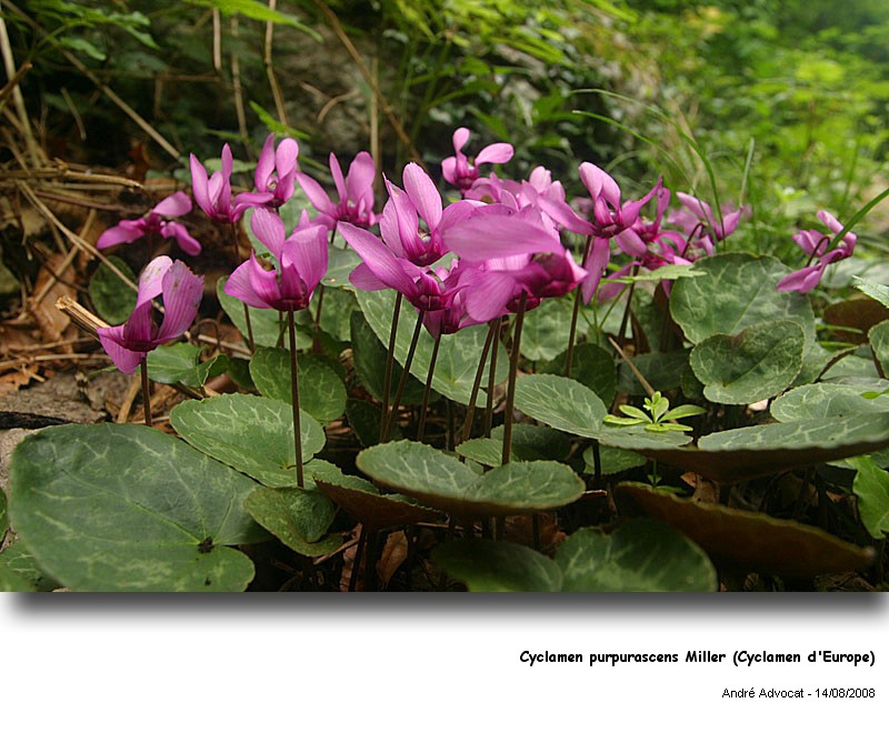 Cyclamen purpurascens Miller (Cyclamen d Europe) #5222