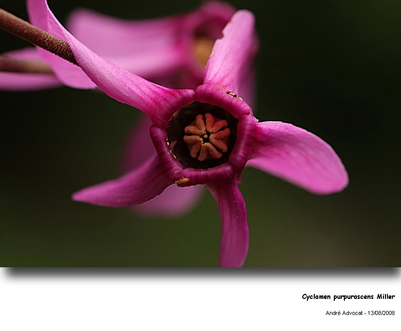 Cyclamen purpurascens Miller (Cyclamen d Europe) #5226