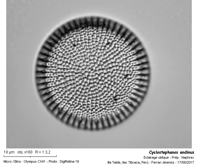 Cyclostephanos andinus #54432
