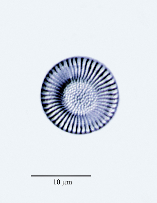 Cyclostephanos dubius #47764
