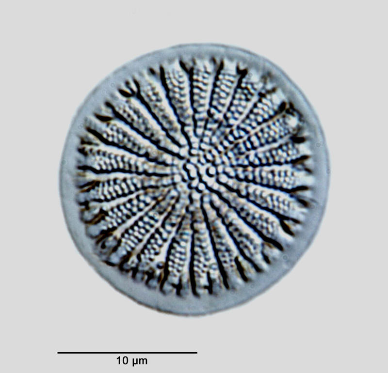 Cyclostephanos novaezeelandiae (Cleve) Round #28475