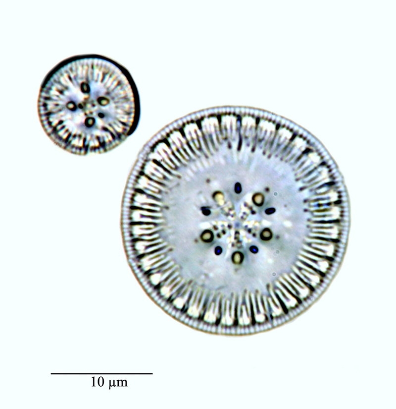 Cyclotella #71876