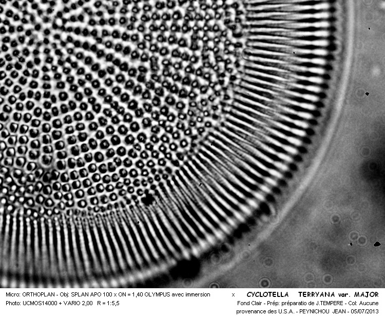 CYCLOTELLA  TERRYANA var. MAJOR #32592
