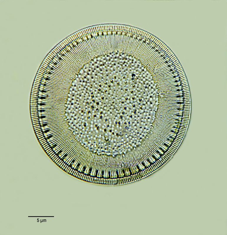 Cyclotella baikalensis Skorvortzow et Meyer #14488
