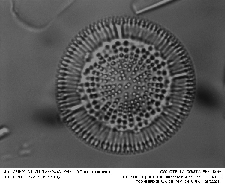CYCLOTELLA COMTA #32162