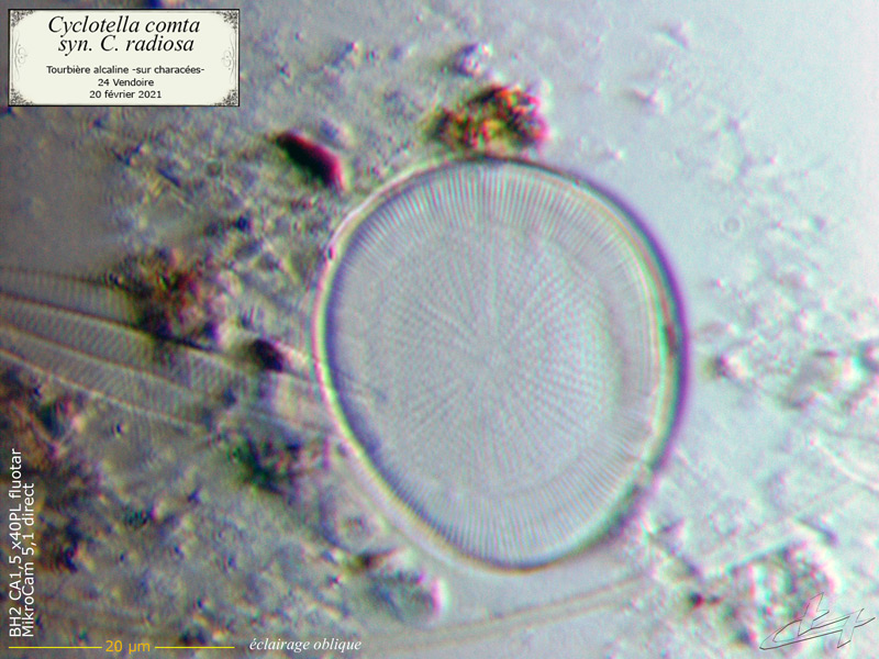 Cyclotella comta #66089