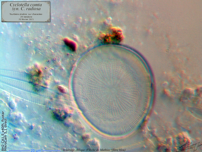 Cyclotella comta #66088