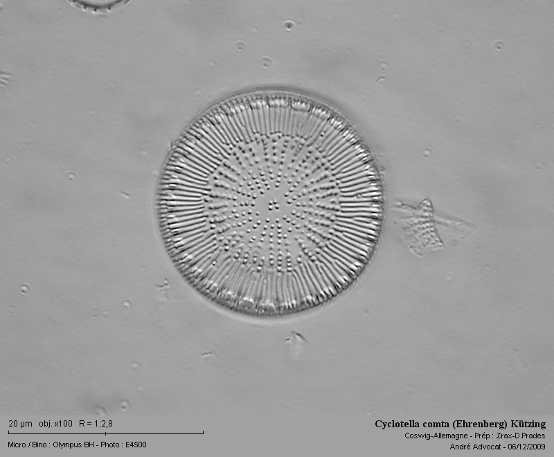 Cyclotella comta (Ehrenberg) Kützing #13642