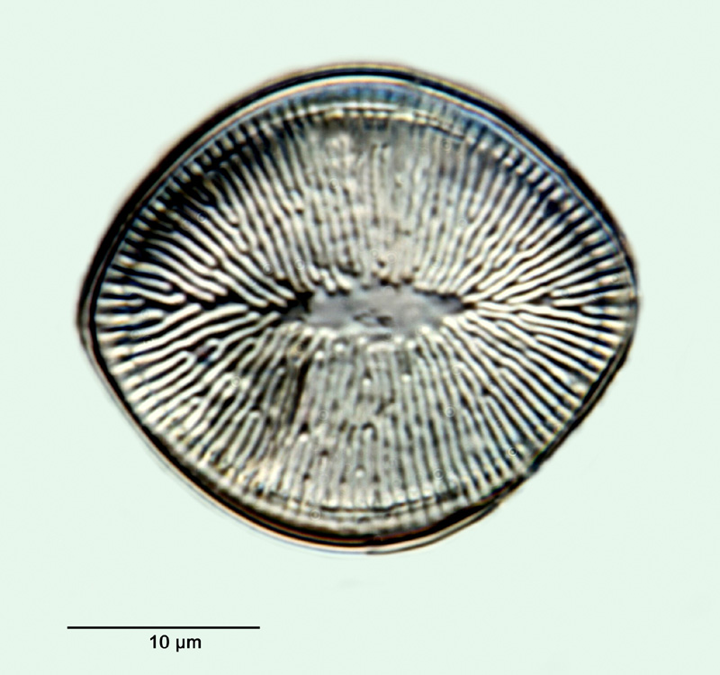Cyclotella iris Brun et Héribaud 1893 #30716