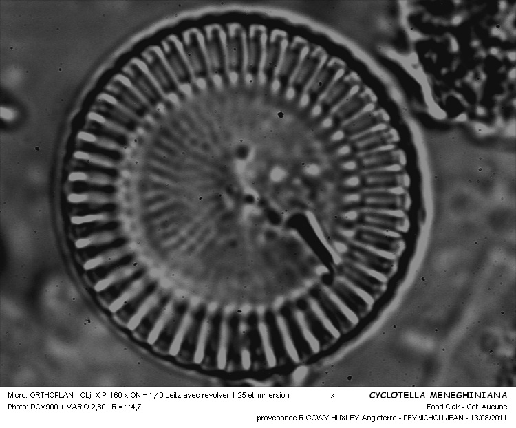 Cyclotella meneghiniana Kützing 1844 #23541